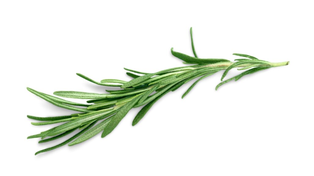 A Close Look at Rosemary for Migraine Headaches - Migraine Strong